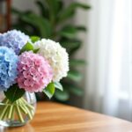 Astuces pour préserver longtemps vos fleurs d'hortensia dans un vase